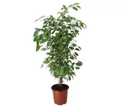 Plante verte mix 21cm