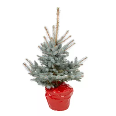 Sapin naturel Epicéa bleu en pot médium