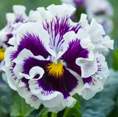 Pensée Ruffle jardinière 21 cm Verve