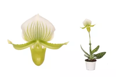 Orchidée Paphiopedilum femma 1 tige en pot