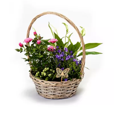 PLANTES PANIER OSIER A ANSE