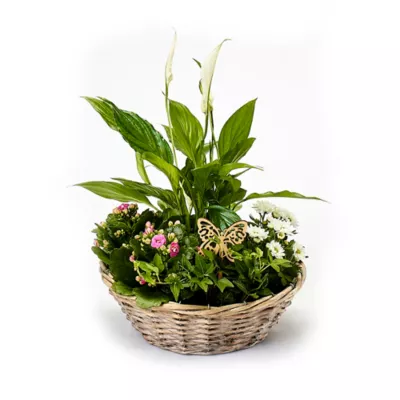 PLANTES PANIER OSIER
