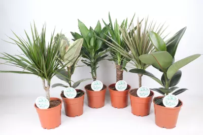 5400576241046 5400576241046 PLANTES VERTES MIX