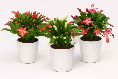 Pot décoratif cactus de noël Floréac