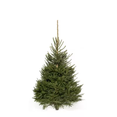 Sapin naturel Epicéa coupé h.100/150 cm