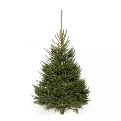Sapin naturel Epicéa coupé h.150/200 cm