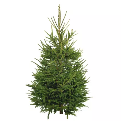 Sapin naturel Epicéa coupé h.200/250 cm