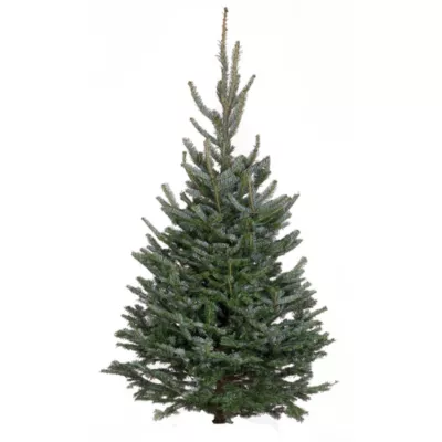 Sapin naturel Fraséri coupé h.100/150 cm