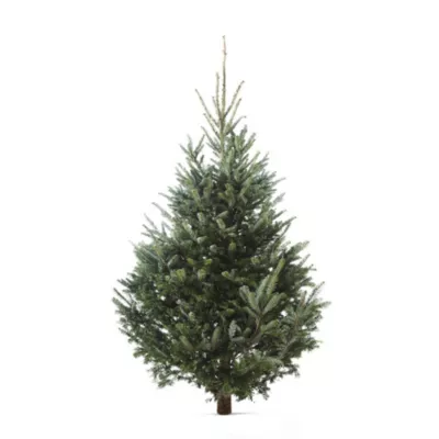 Sapin naturel Fraséri coupé h.150/200 cm