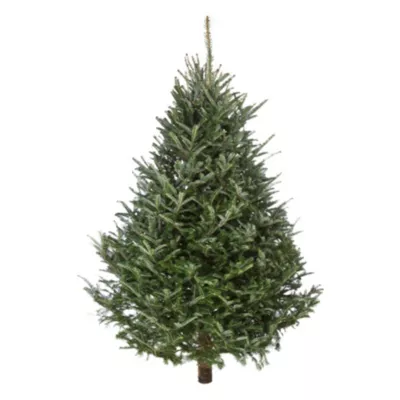 Sapin naturel Fraséri coupé h.200/250 cm