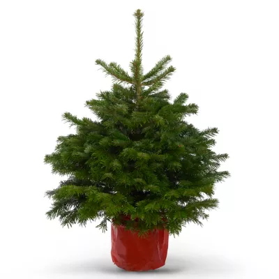 Sapin naturel Nordmann en pot h.80/100 cm
