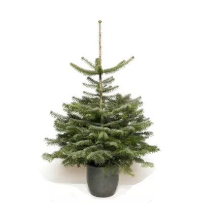Sapin naturel Nordmann en pot h.100/150 cm