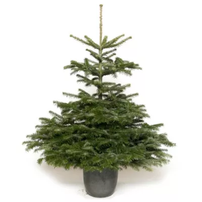 Sapin naturel Nordmann en pot h.150/175 cm