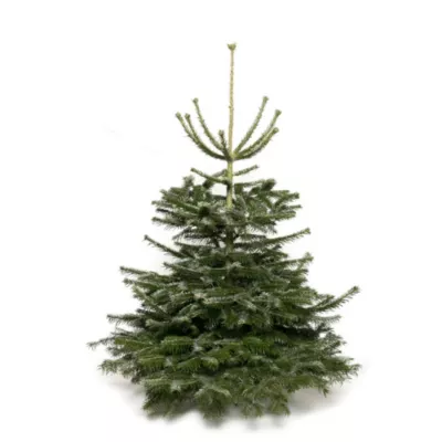 Sapin naturel Nordmann coupé h.160/200 cm