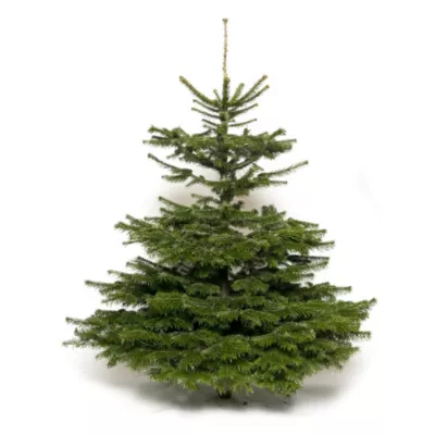 Sapin naturel Nordmann coupé h.200/240 cm
