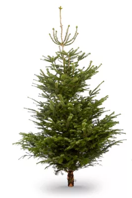 Sapin naturel Nordmann coupé h.240/270 cm