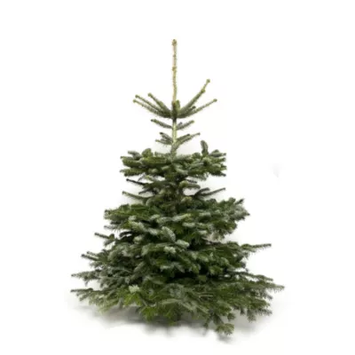 Sapin naturel Nordmann coupé h.100/150 cm