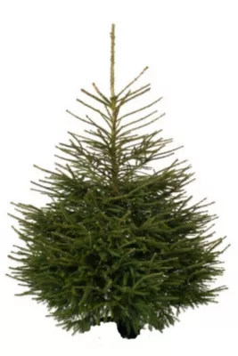 Sapin naturel Epicéa coupé h.160/200 cm