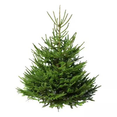Sapin naturel Fraséri coupé h.160/200 cm