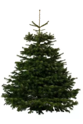 Sapin naturel Nordmann coupé h.240/270 cm vert foncé
