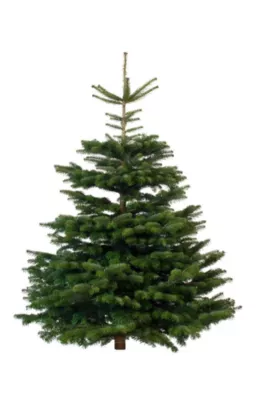 Sapin naturel Nordmann coupé h.160/200 cm vert foncé