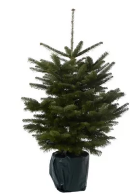 Sapin naturel Nordmann en pot h.100/150 cm vert foncé