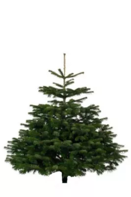 Sapin naturel Nordmann coupé h.100/150 cm vert foncé