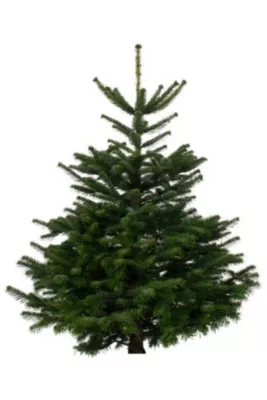 Sapin naturel Nordmann coupé h.200/240 cm vert foncé