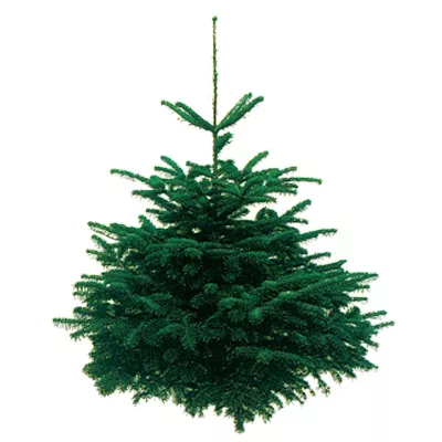Sapin naturel Nordmann coupé h.80/100 cm