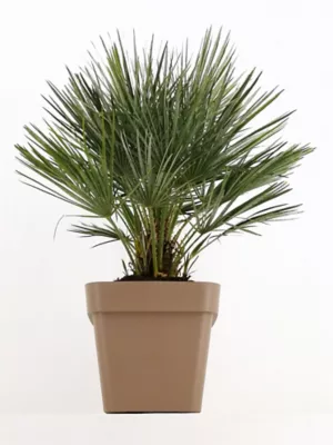 Palmier nain Chamaerops Humilis avec pot ø28 cm