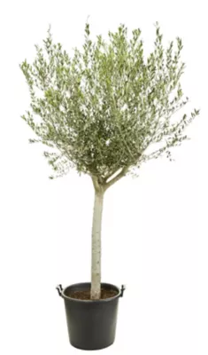 Plante d'extérieur type Olivier Ø20 à 30 cm en pot de 50 L