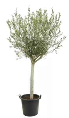 Olivier en pot 70L Olea Europaea ∅30/40cm