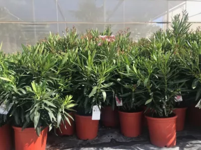 Plante d'extérieur type Laurier rose en pot de 9 L