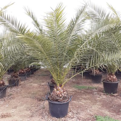 Plante d'extérieur type Phoenix canariensis hauteur 160 à 180 cm en pot de 18 L