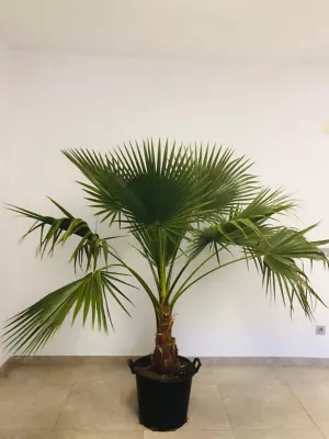 Plante d'extérieur type Washingtonia robusta hauteur 60 à 80 cm en pot de 15 L