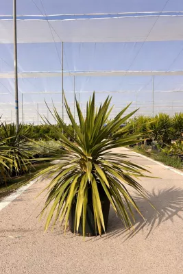 Palmier cordyline indivisa peko Def Papelard