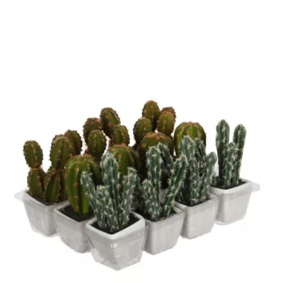 Cactus artificiel en pot vert 3 assorti ø7 x h.14 cm