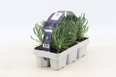 Pack de 6 plantes lavandes à planter