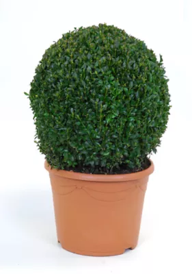 Buis naturel boule en pot hauteur 45 cm