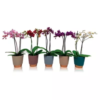 Orchidée 2 tiges hauteur 48 cm avec pot