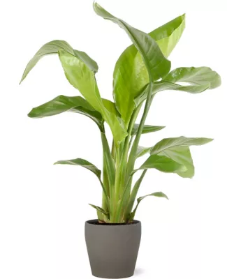 Strelitzia 21cm avec cache pot pierre
