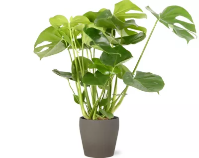 Mostera 21cm avec cache pot décoratif en pierre