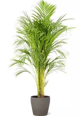 Areca dypsis 21cm avec cache pot pierre