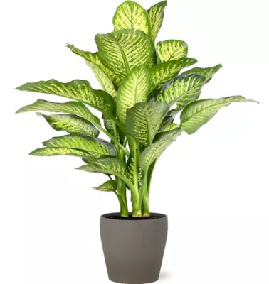 Diffenbach 21cm avec cache pot pierre