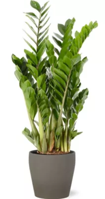 Zamioculas 21cm avec cache pot pierre