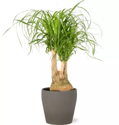 Beaucarnea 21cm avec cache pot pierre