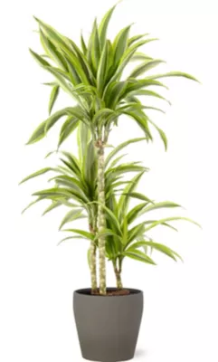 Dracaena lemon lime 21cm avec cache pot pierre