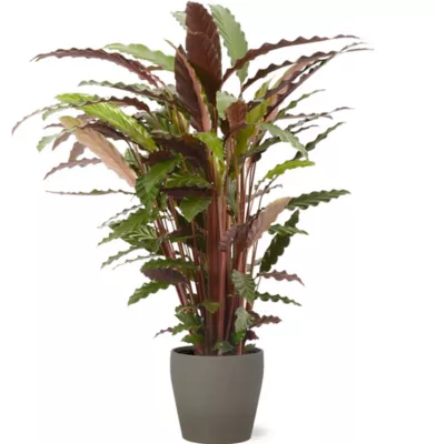 Calathea waves 21cm avec cache pot pierre