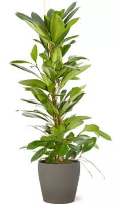 Ficus cyathistipula 21cm avec cache pot pierre