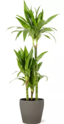 Dracaena janet craig 21cm avec cache pot pierre